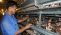 “Ông lớn” Hùng Nhơn đầu tư hàng triệu USD nuôi gà chuồng lạnh, đạt 349 chỉ tiêu cực khắt khe